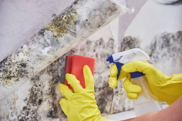 Professional Mold Removal Services in Carter Lake, IA